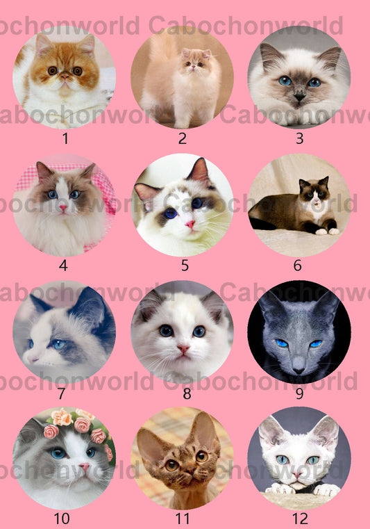 Collection de cabochons de chat mignon CWN0029