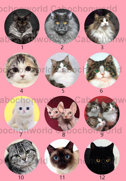 Collection de cabochons de chat mignon CWN0031