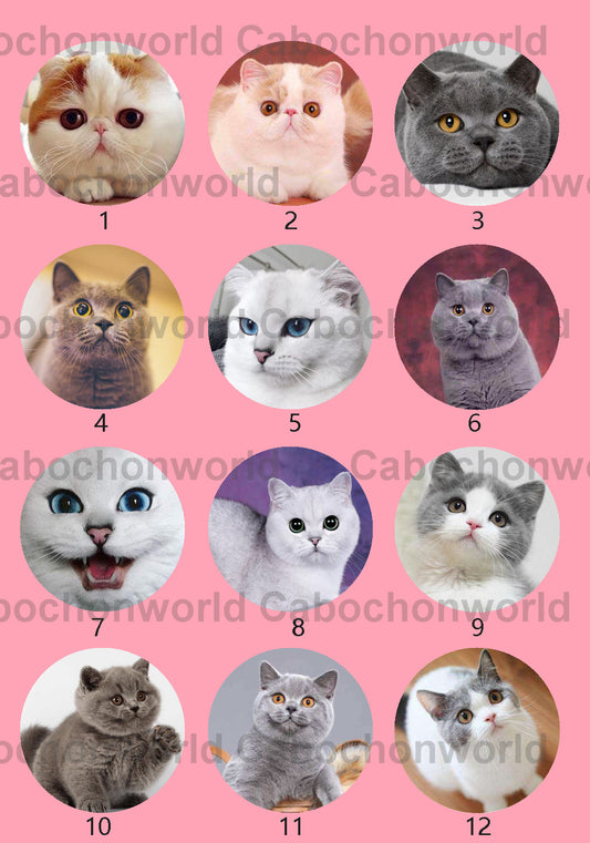 Collection de cabochons de chat mignon CWN0032