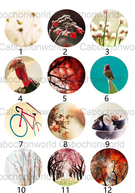 Belle collection de cabochons de fleurs CW0363