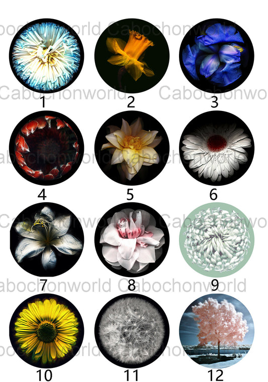 Belle collection de cabochons de fleurs CW0364