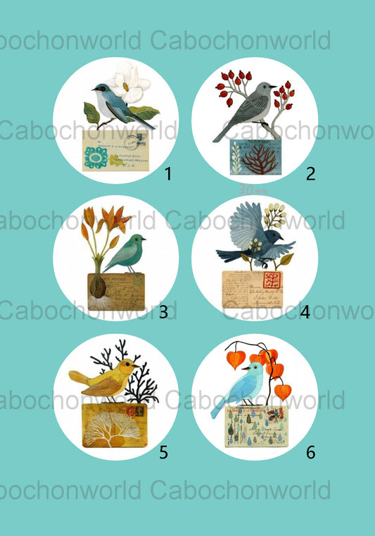 Collection de cabochons de lettres d'oiseaux CW0445