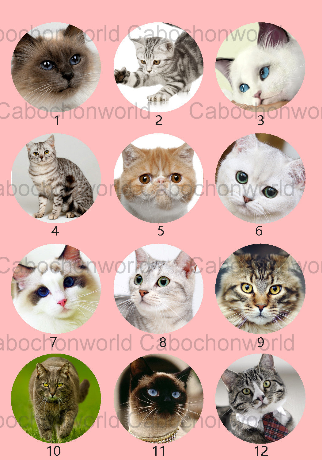 Belle collection de cabochons de chat CW0535