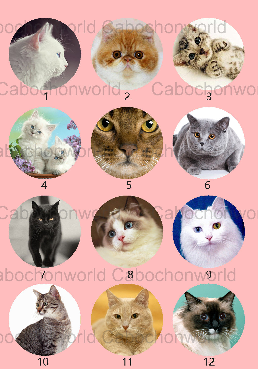 Belle collection de cabochons de chat CW0536