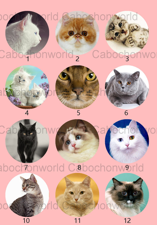 Belle collection de cabochons de chat CW0536