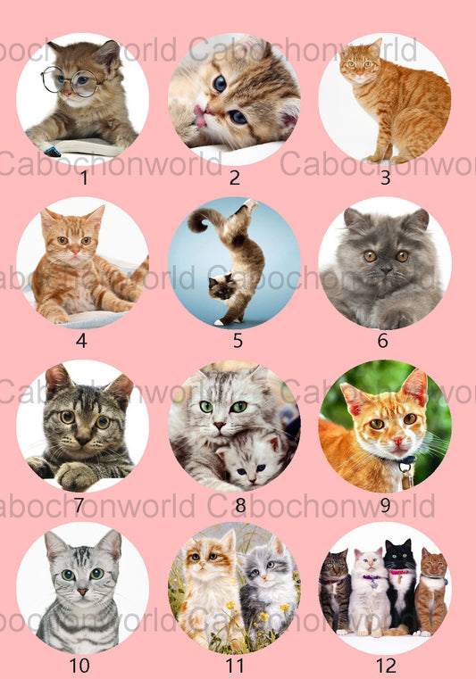 Belle collection de cabochons de chat CW0537